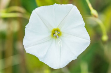 Arka plan veya beyaz ve sarı yaz veya çim arasında stamens, pestles ve bıçaklar ile sonbahar orman çiçek dokusu makro çekim