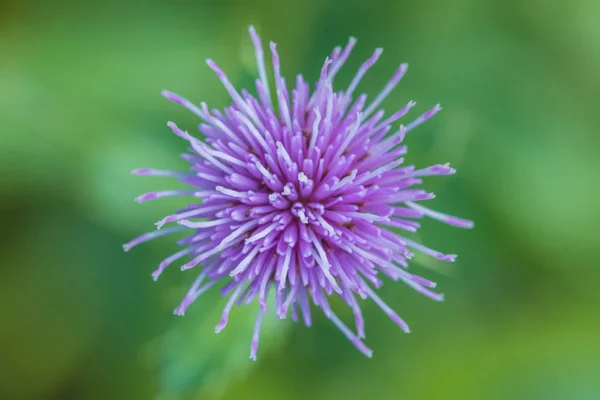 Die Makroaufnahme Des Hintergrundes Oder Die Textur Der Violetten Sommerwaldblume — Stockfoto