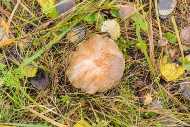 Beyaz veya huş mantarı veya ot ve düşmüş yaprakları arasında aspen ile yaz veya sonbahar orman manzara