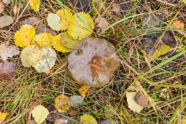 Beyaz veya huş mantarı veya ot ve düşmüş yaprakları arasında aspen ile yaz veya sonbahar orman manzara