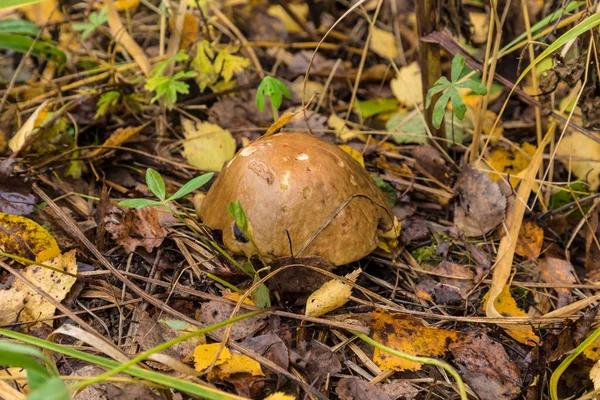 Zomer Herfst Boslandschap Met Witte Berken Paddestoel Aspen Tussen Gras — Stockfoto