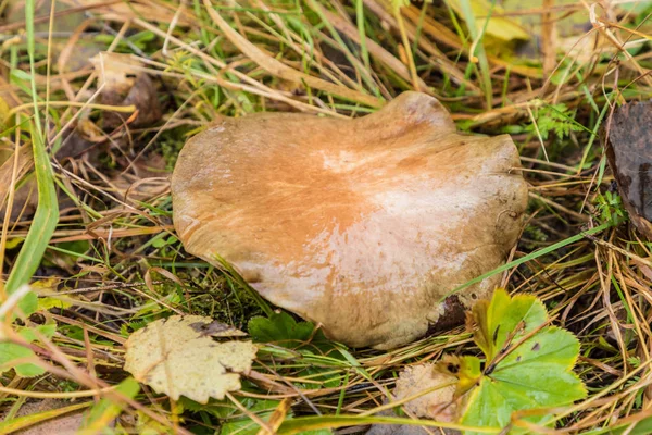 Die Sommerliche Oder Herbstliche Waldlandschaft Mit Weißen Oder Birkenpilzen Oder — Stockfoto