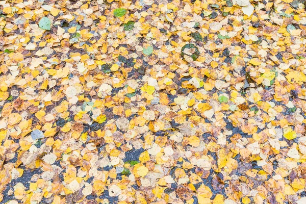 Autumn Background Texture Birch Elm Poplar Maple Alder Leaves Brown — 스톡 사진