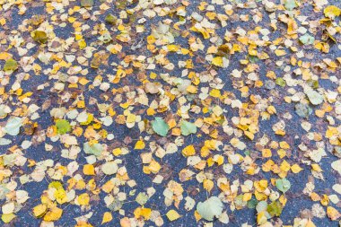 Sonbahar arkaplanı veya huş ağacının dokusu, karaağaç, kavak, akçaağaç ve kızılağaç yaprakları kahverengi, sarı, kırmızı, turuncu renkler ormandaki asfalt kaldırım üzerinde yağmurdan sonra parktaki yol.