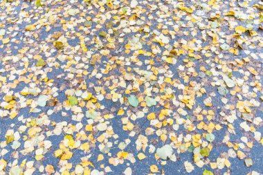 Sonbahar arkaplanı veya huş ağacının dokusu, karaağaç, kavak, akçaağaç ve kızılağaç yaprakları kahverengi, sarı, kırmızı, turuncu renkler ormandaki asfalt kaldırım üzerinde yağmurdan sonra parktaki yol.