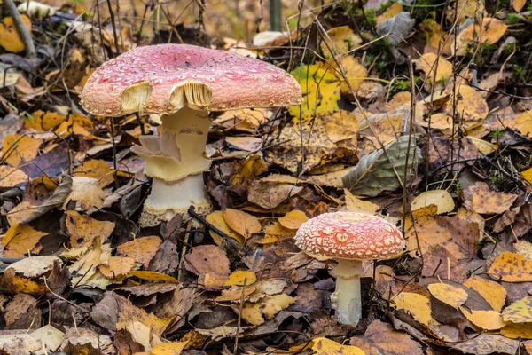 Familia Colonia Mashrooms Agáricos Entre Hierba Las Hojas Viejas Bosque — Foto de Stock