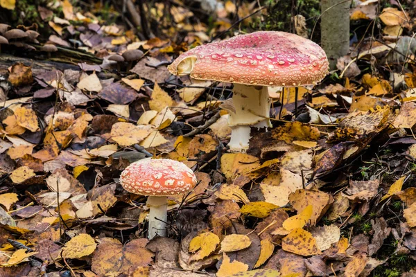 家族やダンゴのキノコ 草の間で 古いコロニーの森の葉します 自然な夏や秋の風景 — ストック写真