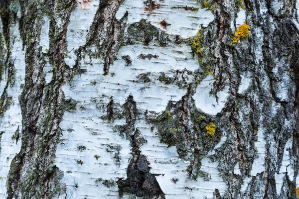 Macro Shot Birch Bark Texture Background — Stock Photo, Image