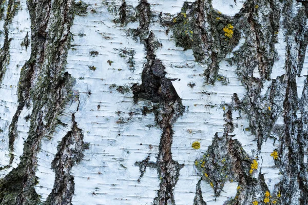 白木树皮纹理或背景的微距拍摄 — 图库照片
