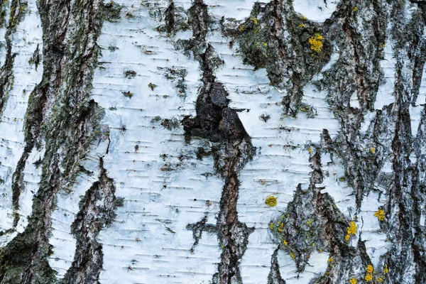 Makro Bilde Bjørkebark Tekstur Eller Bakgrunn – stockfoto