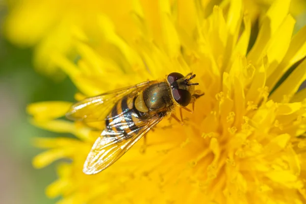 Makro Skott Den Vackra Flugan Som Äter Nektar Den Gula — Stockfoto