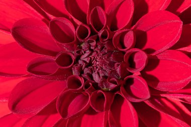 Güzel kırmızı çiçeğin renkli makro görüntüsü açık ve güneşli yaz ya da bahar havasında.