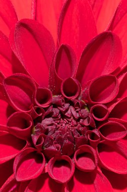 Güzel kırmızı çiçeğin renkli makro görüntüsü açık ve güneşli yaz ya da bahar havasında.