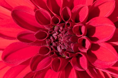 Güzel kırmızı çiçeğin renkli makro görüntüsü açık ve güneşli yaz ya da bahar havasında.