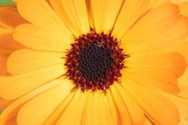 Arka plandaki makro çekim ya da sarı bahçe çiçeğinin kumaşı, kamışları ve bıçaklarıyla.