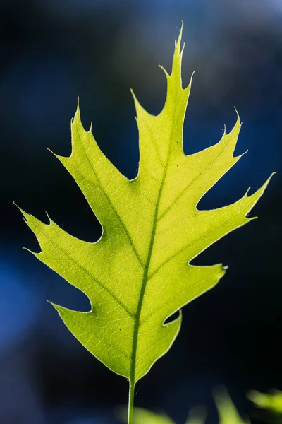 Πράσινο φύλλο βελανιδιάς — Φωτογραφία Αρχείου