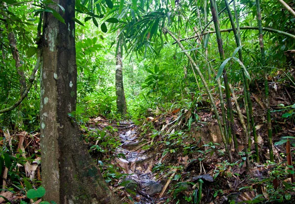 Caminho em uma selva — Fotografia de Stock