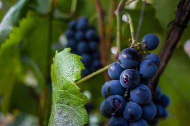 Siyah bir dalda üzüm. Yeşil yaprakları arka plan