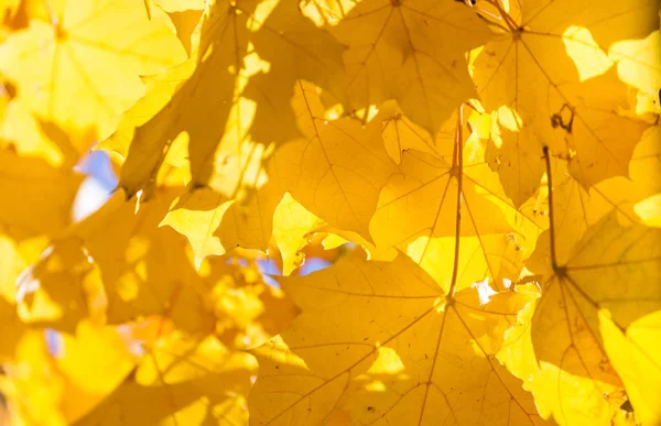 Sarı akçaağaç yaprakları