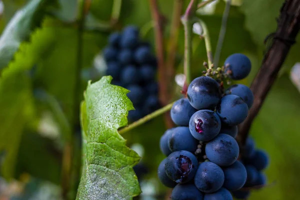 Siyah bir dalda üzüm. Yeşil yaprakları arka plan
