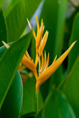 cennet kuşu çiçeği 