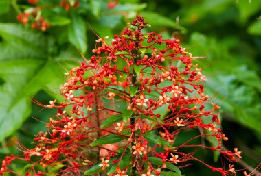 Tavuskuşu kırmızı çiçekler