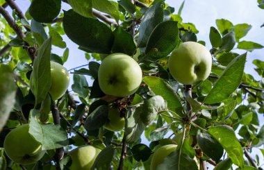 Ağaçtaki yeşil elmalar