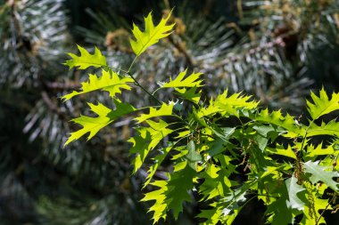 yeşil meşe yaprakları