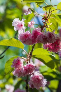  Japon kiraz çiçekleri