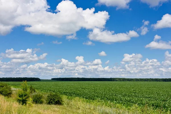 Feld und Wolken — Stockfoto