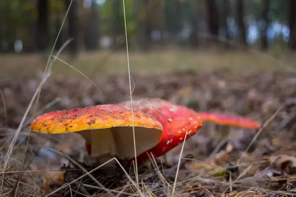 Amanita mushrooms in bos — Stockfoto