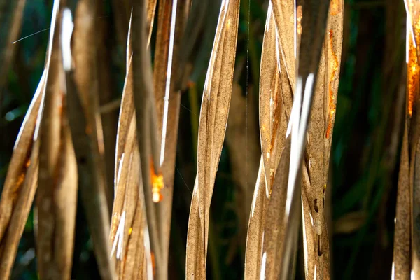 Feuilles de palmier sèches — Photo