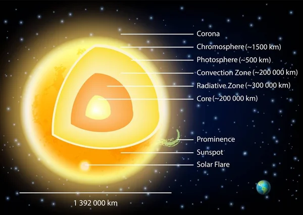 Sun Cross Section Scientific Vector Illustration Diagram