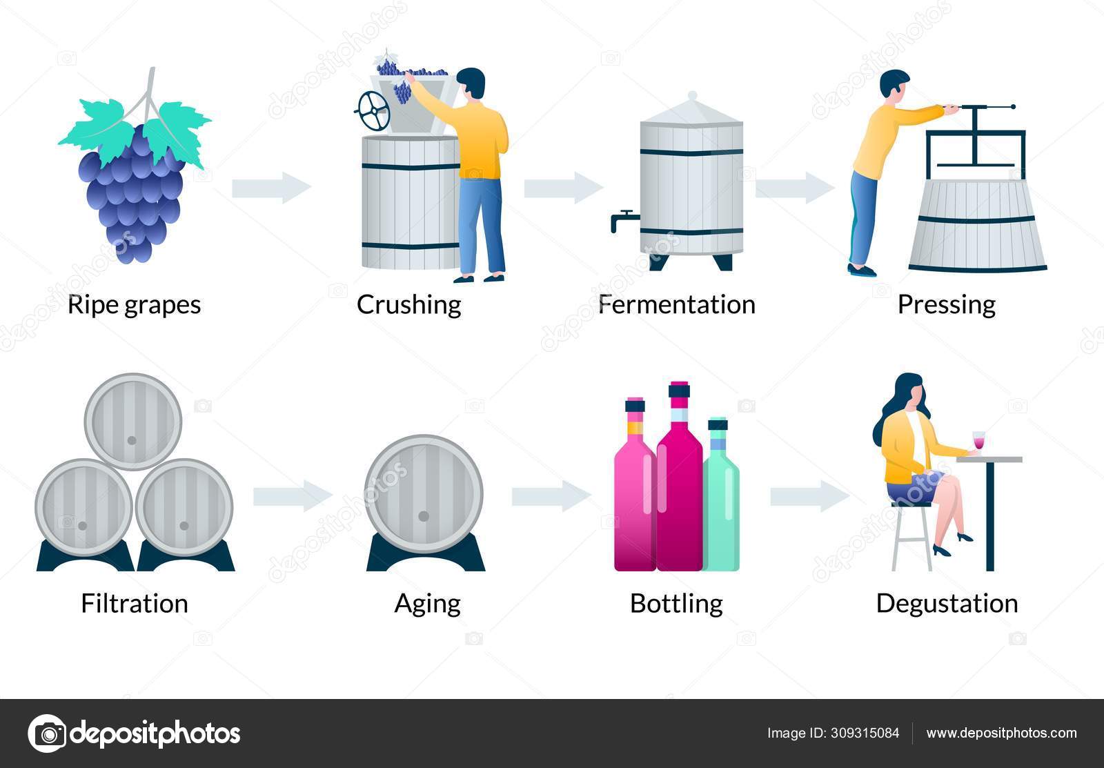Wine Fermentation Diagram