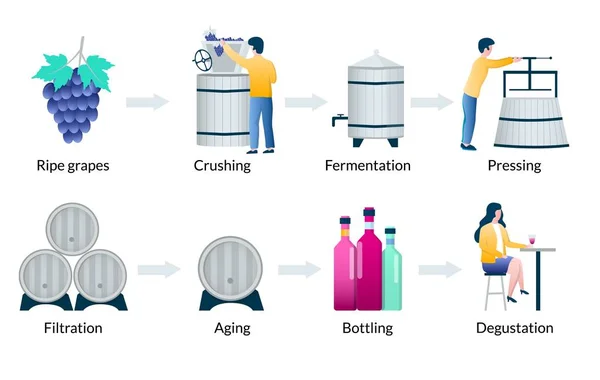 ワイン生産プロセスのステップ、ベクトルインフォグラフィック — ストックベクタ