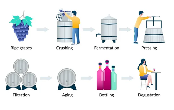 Pasos del proceso de producción de vino, infografías vectoriales — Archivo Imágenes Vectoriales