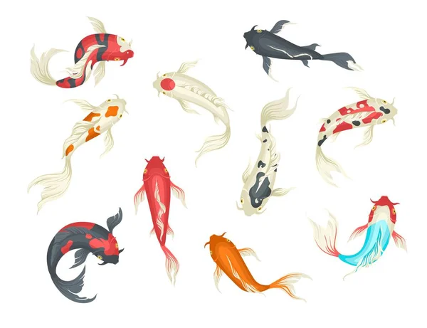 Dekoracyjny koi ryby japoński karp zestaw, płaski wektor izolowane ilustracja — Wektor stockowy