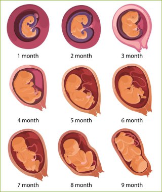 İnsan embriyosu evrimi, düz vektör çizimi. Fetüs gelişimi. İnsan anatomisi.