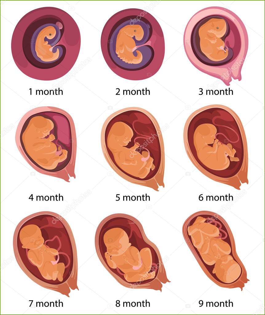 Human embryo evolution, flat vector illustration. Fetal development. Human anatomy.