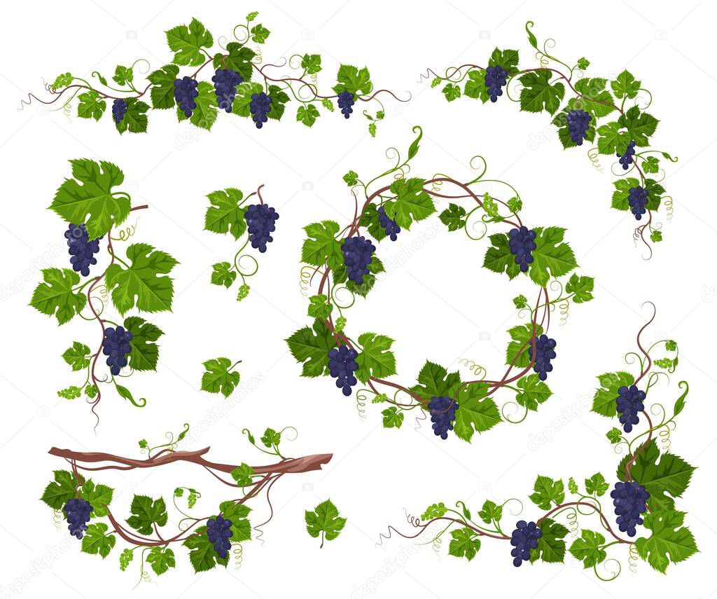 Grapevine climbing plant with purple grapes set, flat vector isolated illustration. Grape vine creeper.