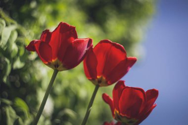 renkli bahar çiçek swirley bokeh