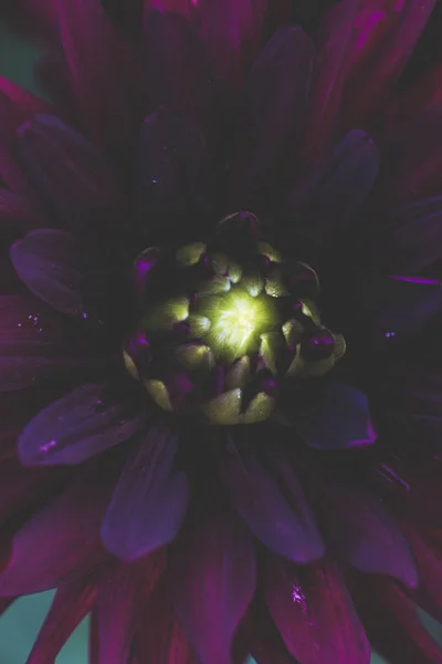 Πολύχρωμη Άνοιξη Λουλουδιών Swirley Bokeh — Φωτογραφία Αρχείου