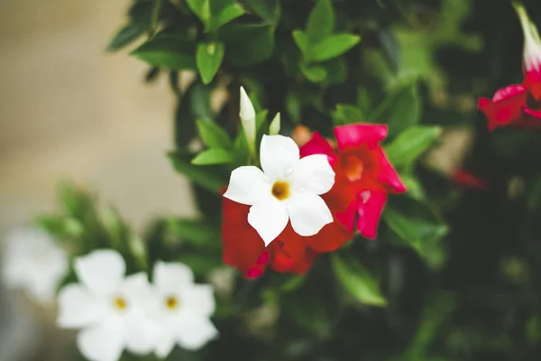 Flores Coloridas Primavera Swirley Bokeh — Fotografia de Stock