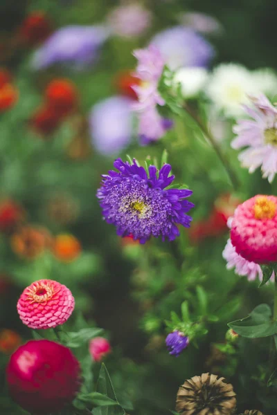 Fleurs Printemps Colorées Tourbillon Bokeh — Photo