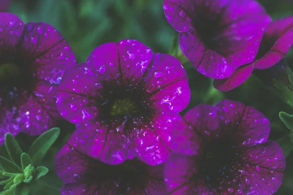 Colorful Spring Flowers Swirley Bokeh — Stock Photo, Image