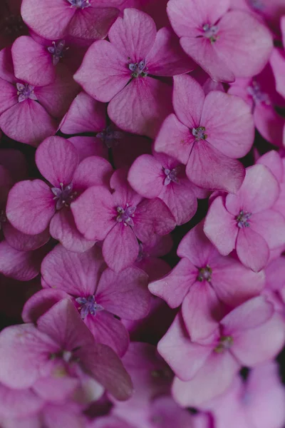 Coloridas Flores Primavera Remolino Bokeh — Foto de Stock