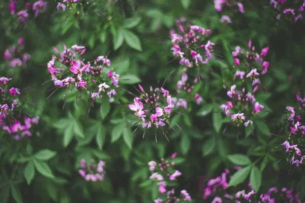 Flores Coloridas Primavera Swirley Bokeh — Fotografia de Stock