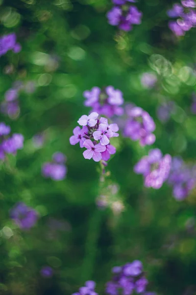 Coloridas Flores Primavera Remolino Bokeh —  Fotos de Stock