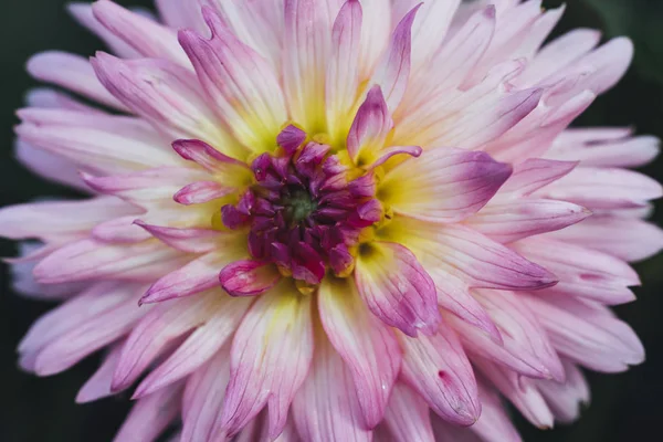 Färgglada Våren Blommor Swirley Bokeh Royaltyfria Stockfoton