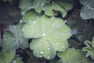 renkli bahar çiçek swirley bokeh